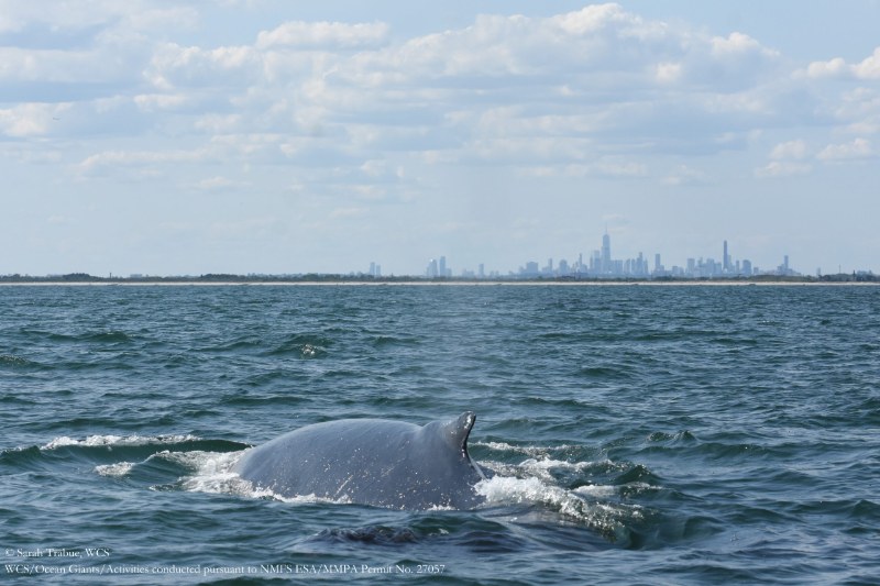 A whale surfaces off New York, with the Manhattan skyline behind