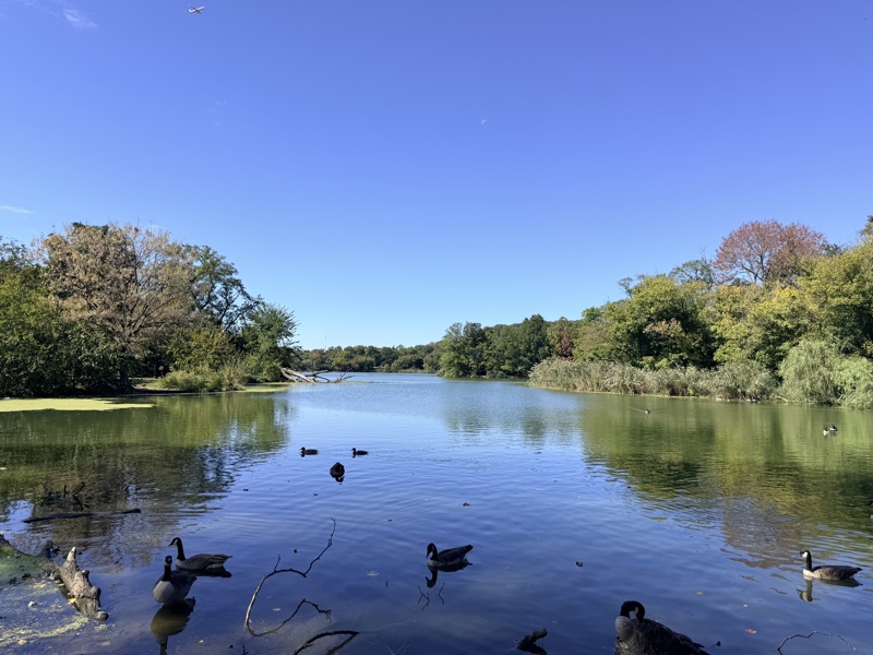 A lake on a sunny autumn day, with geese on the water