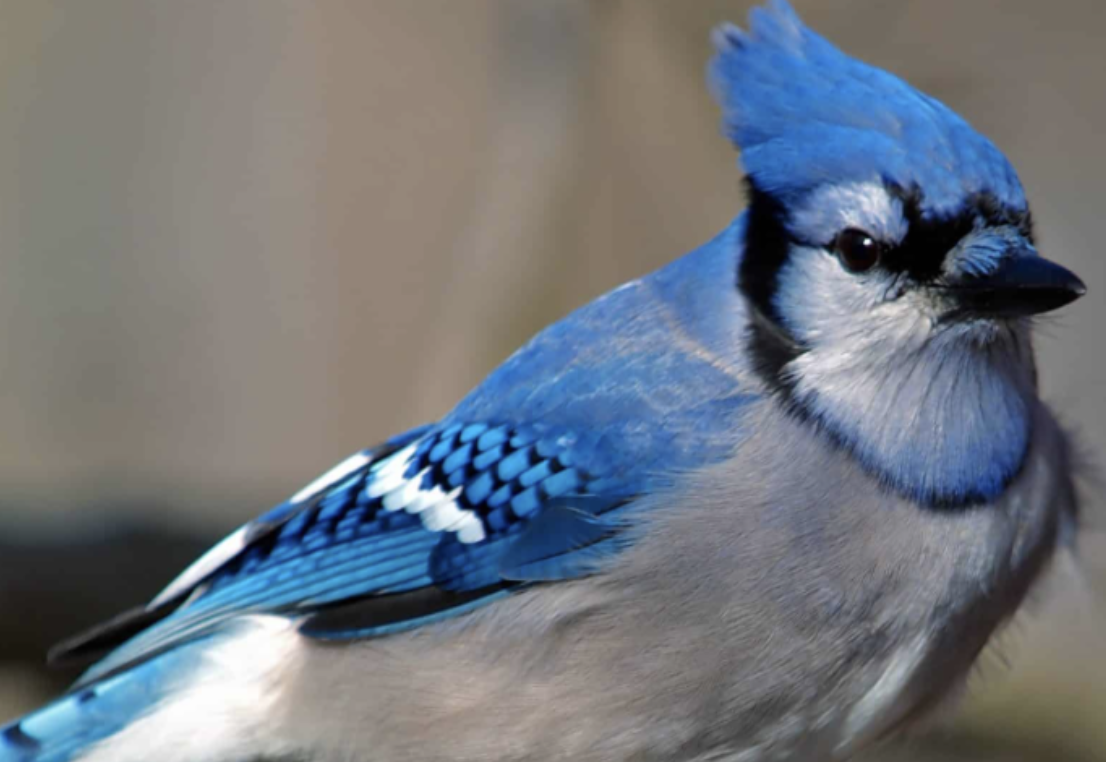 Family Holiday Bird Count