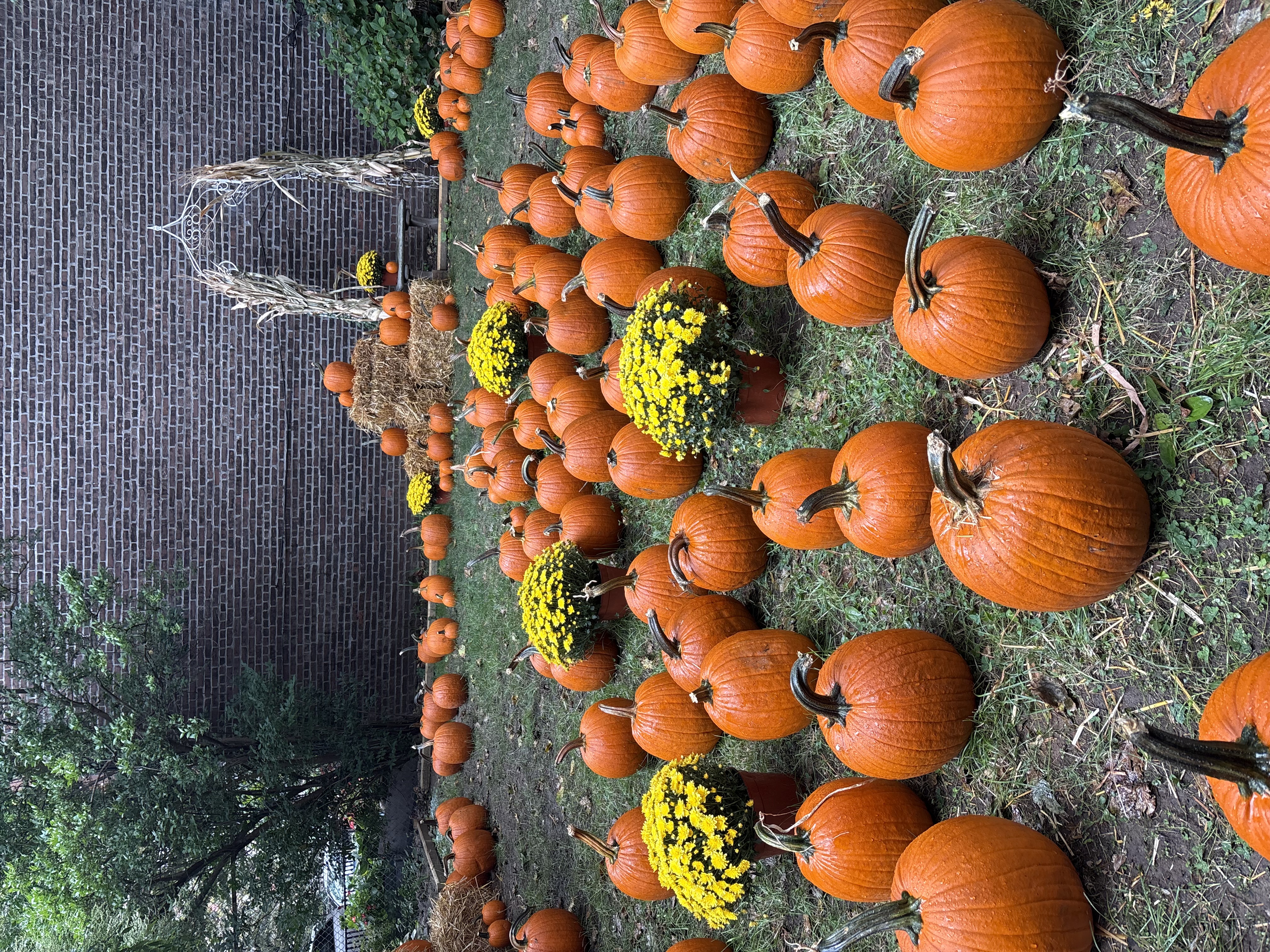 Old First Nursery School Pumpkin Patch